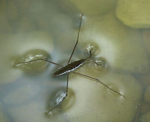 WaterstriderEnWiki